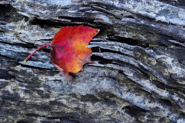 New York, Adirondack Mountains Leaf on dark rock